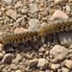 Caterpillars and Abortions