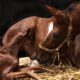 Foaling