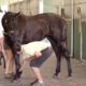 Lameness in Yearlings: Part 3