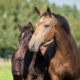 Breeding your mare – How to achieve the best outcome for you and for her