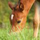 Foal Diarrhoea