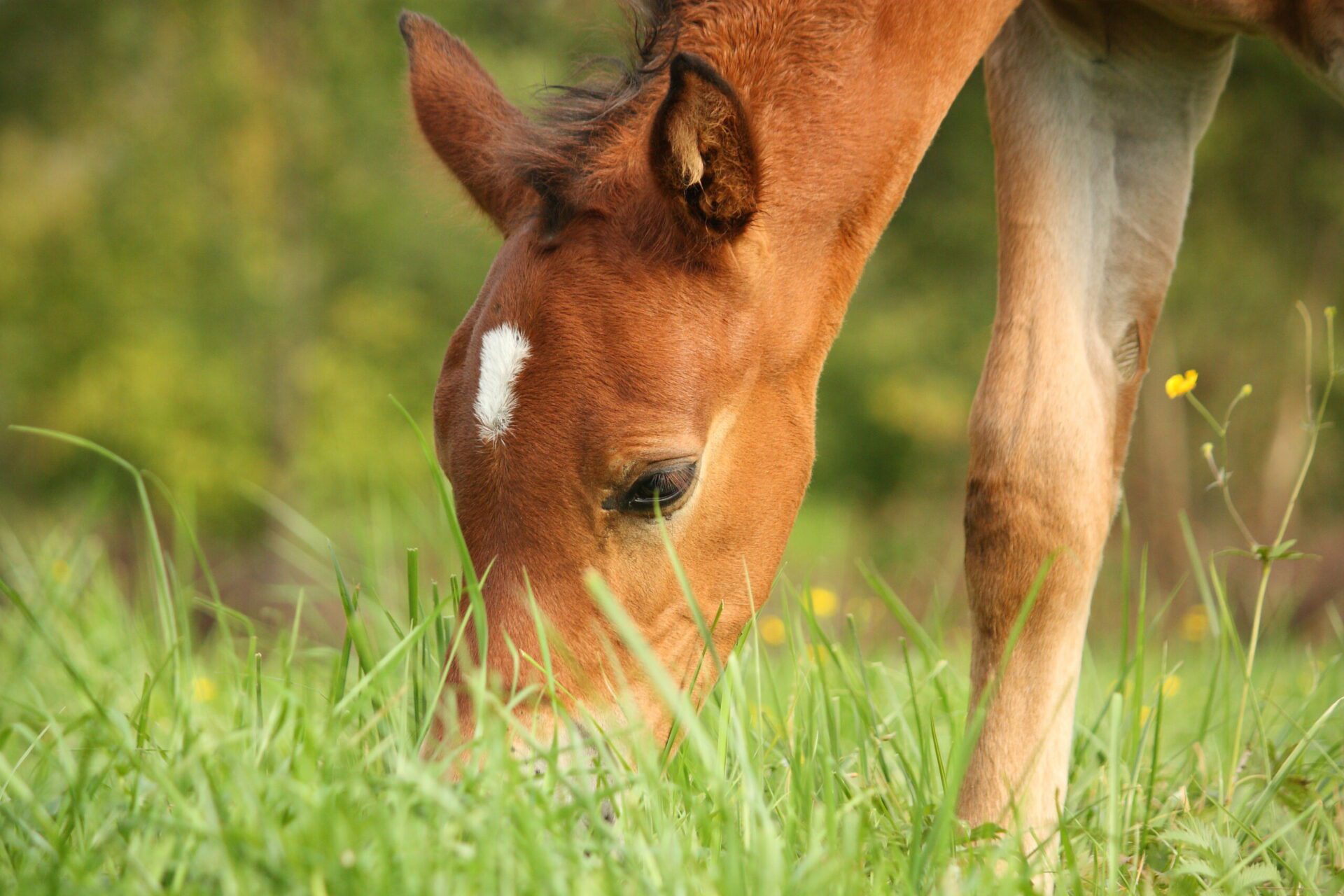 Foal Diarrhoea Causes, Signs & Management TEVC
