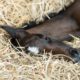 Premature and Overdue or Postmaturity Foals