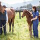 New Foal On The Way? Why You Need A Foal Health Check