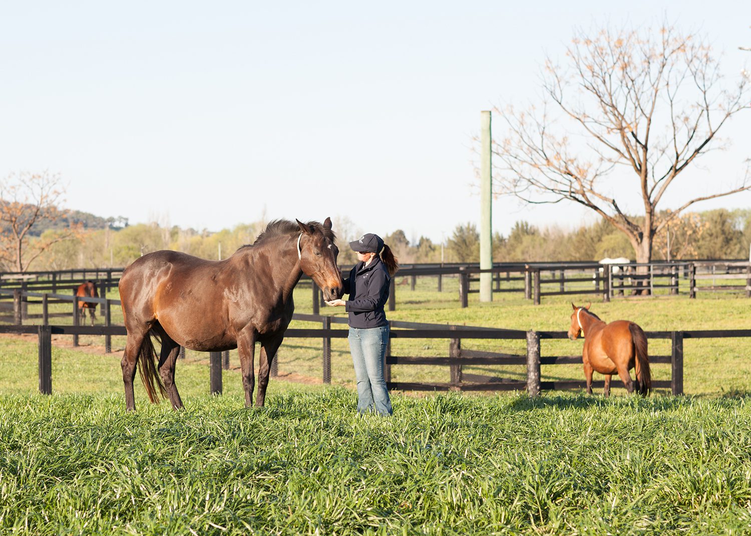 Normal Stages Of Horse Labour TEVC