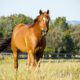 What is Select Breeders Services?