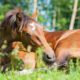10 Steps to Managing Your Horse with Colic