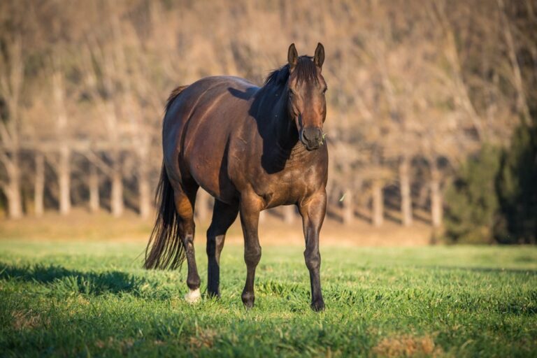 Monitoring Pregnant Mares Tamworth Equine Veterinary Centre
