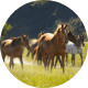 Regenerative Therapy For Equine Athletes