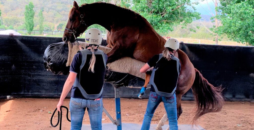 FullService Horse Hospital Tamworth Equine Veterinary Centre